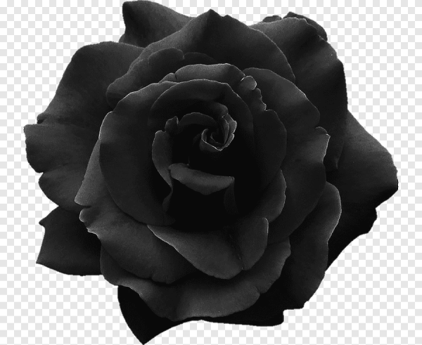 Черный Роуз Роуз