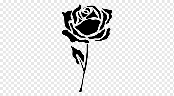 Белая роза на черном фоне