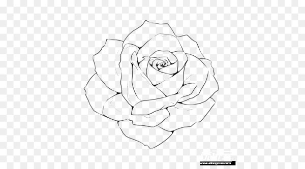Очертания розы на белом фоне