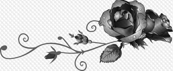 Черные цветы на прозрачном фоне