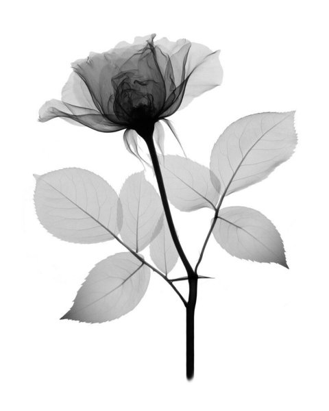 Листья тень