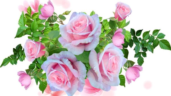 Розы на прозрачном фоне