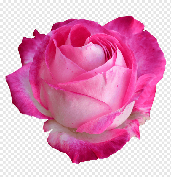 Розовые розы