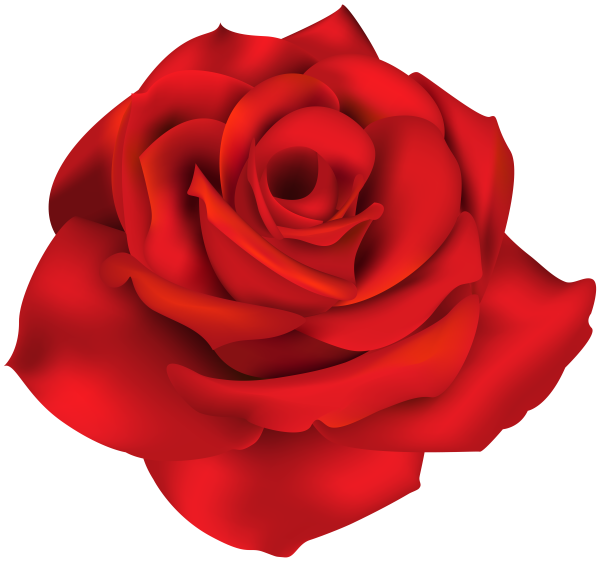 Клипарт красные розы на прозрачном фоне