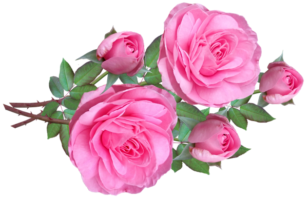 Розовые розы на прозрачном фоне