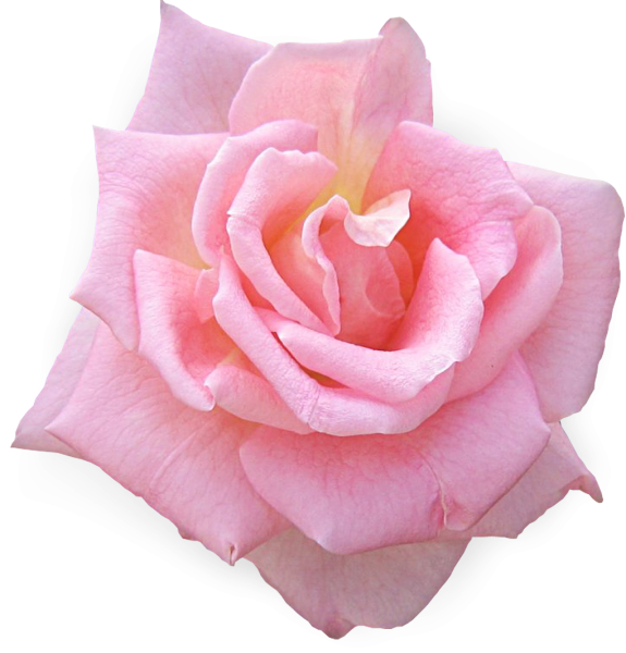 Пинк Флауэр роза