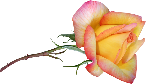 Цветочек бутон прозрачный фон