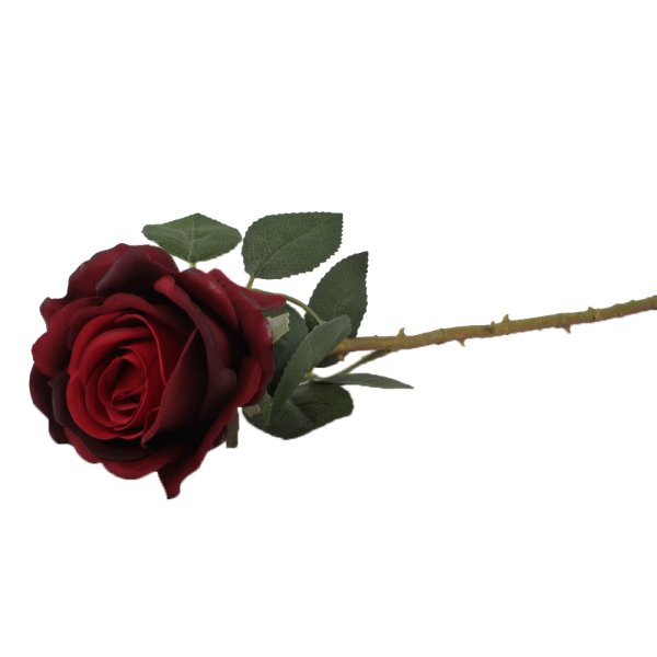 Красная роза без фона