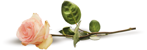 Роза лежит на белом фоне