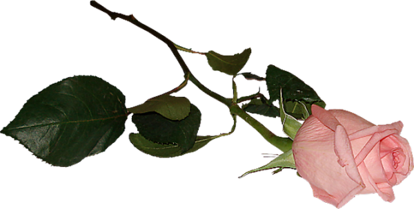 Ветка розы на белом фоне