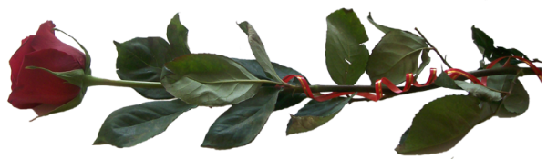 Розы лежат на прозрачном фоне