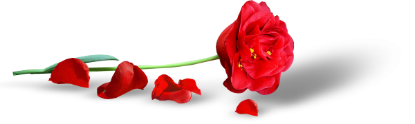 Лежачие цветы на прозрачном фоне