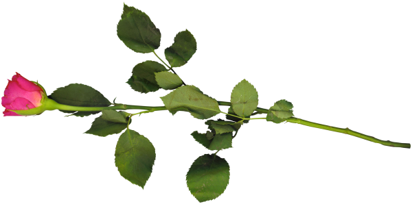 Веточка розы на прозрачном фоне