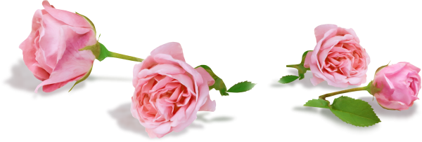 Розы лежат на белом фоне розовые