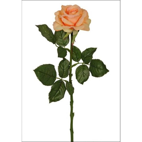 Роза на длинном стебле