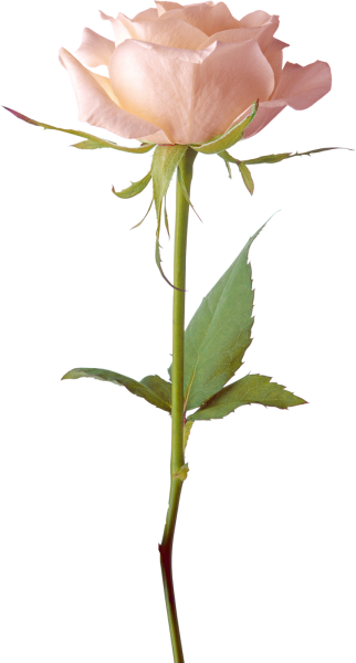 Цветок на стебле