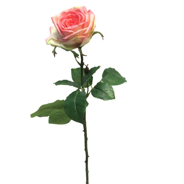 Роза н3о вок