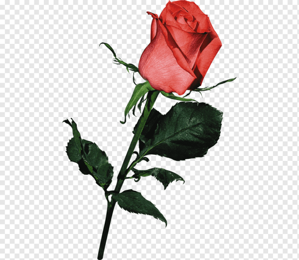 Розы во весь рост