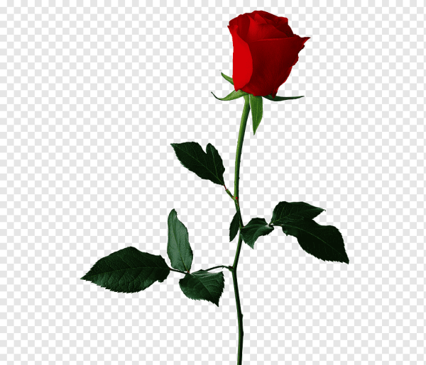 Розы на прозрачном фоне