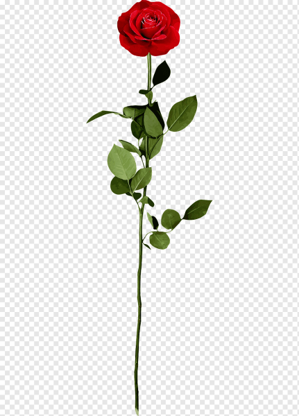 Розы срезанные