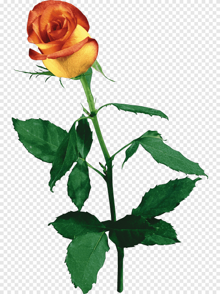 Цветок на стебле