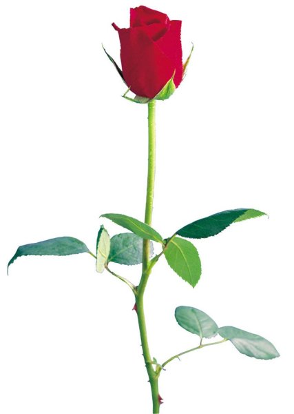 Роза на стебле