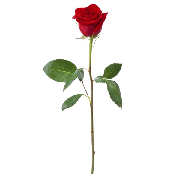 Стебель розы