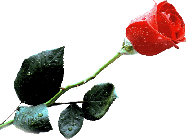 Живые розы на прозрачном фоне