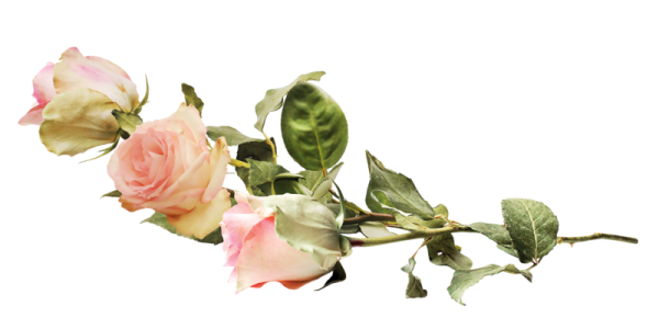 Цветы лежат на прозрачном фоне