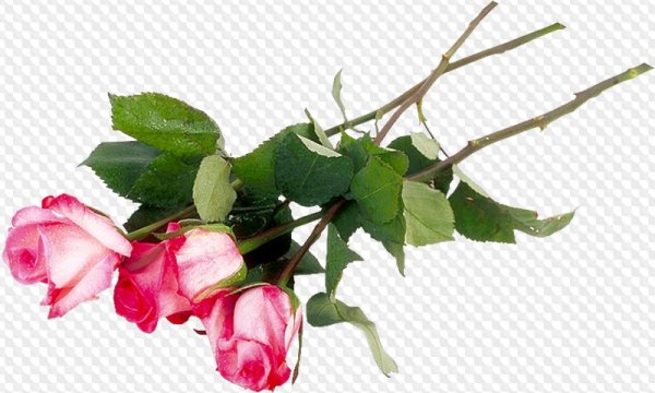 Веточка розы на прозрачном фоне