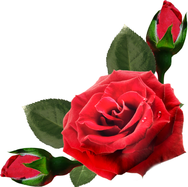 Красные розы на прозрачном фоне
