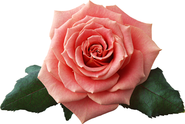 Розы флорибунда на белом фоне