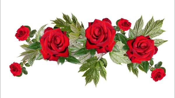 Полоска из красный роз