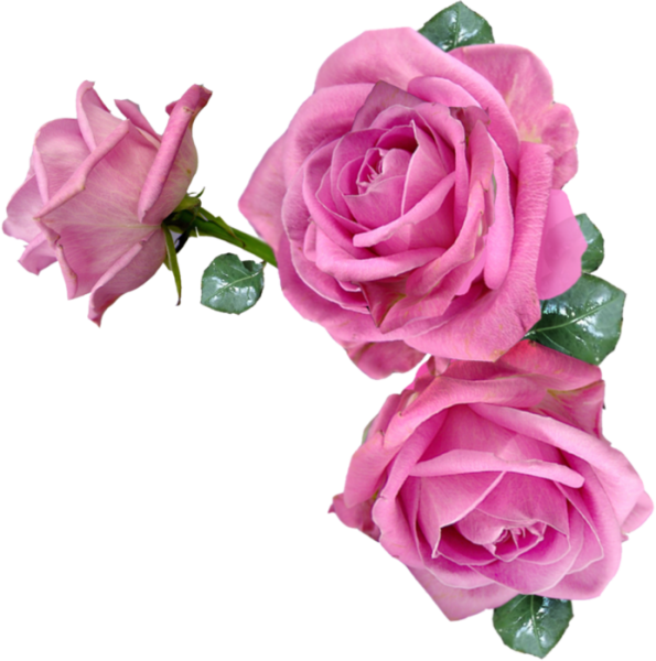 Прозрачные розовые цветы