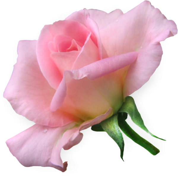 Прозрачные розы