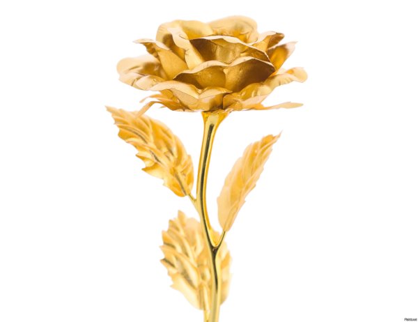 Золотая роза на прозрачном фоне