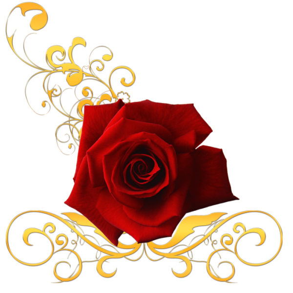 Золотая роза на белом фоне