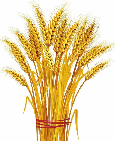 Сноп пшеницы вектор