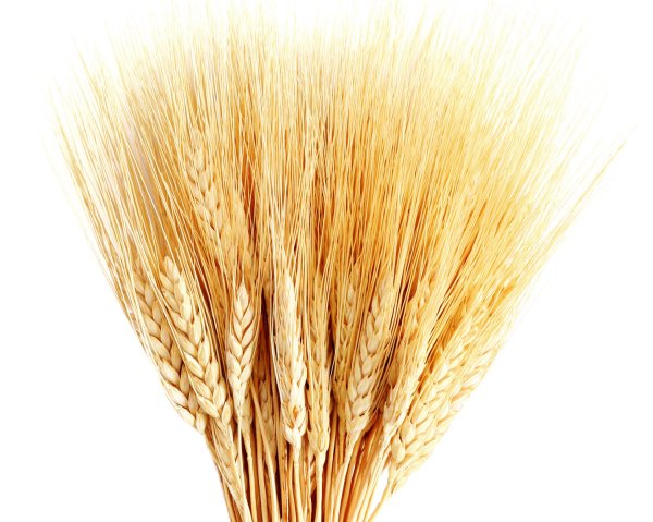 Пучок пшеницы