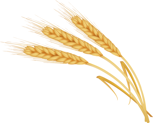 Wheat Barley вектор