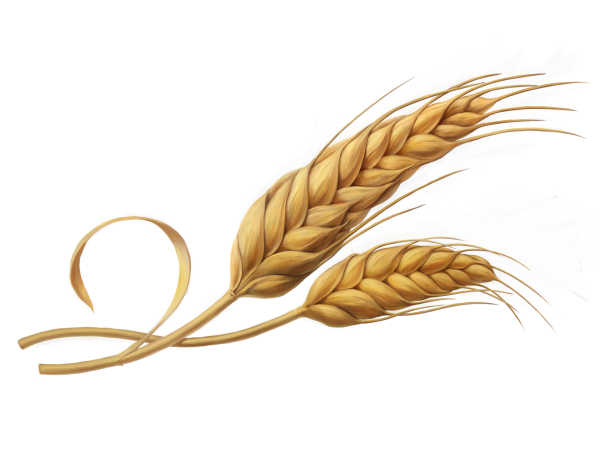 Колосья пшеницы