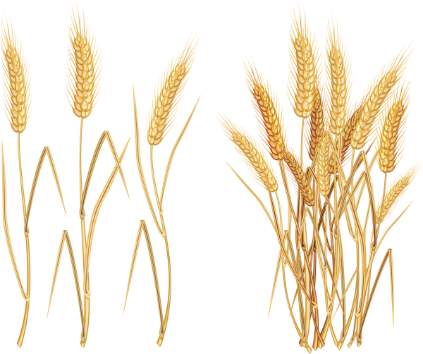 Колоски без фона