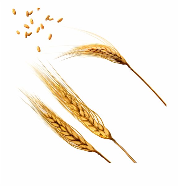 Пшеничка колосок рожь Колос