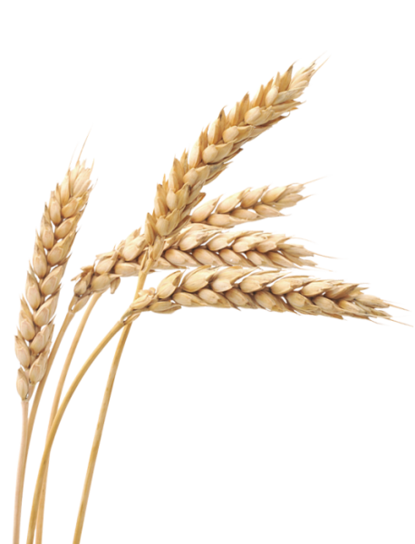 Колосья пшеницы