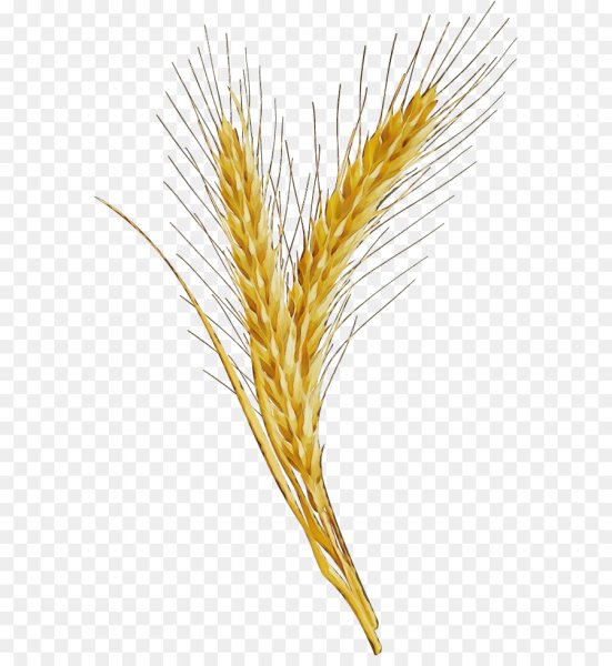 Пшеница на белом фоне