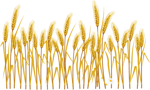Колос клипарт на прозрачном фоне