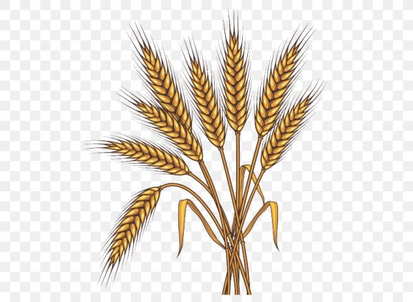 Хлебный колосок