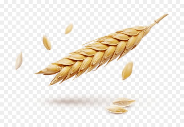 Колосья пшеницы