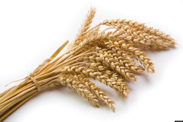 Пшеница и рожь колосья
