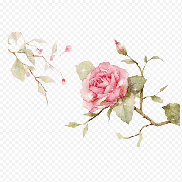 Роза акварель на белом фоне